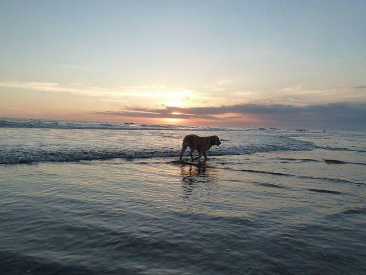 Eco-Hotel Playa Quilombo Las Lisas エクステリア 写真