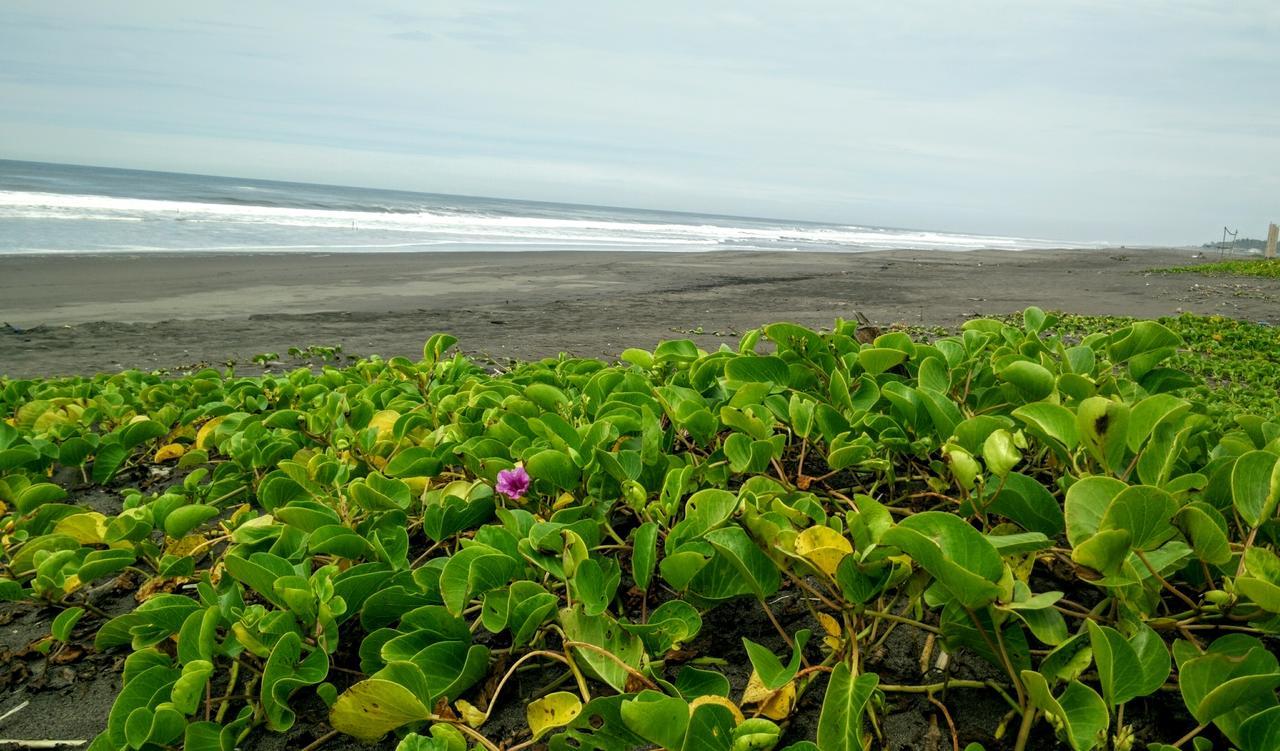 Eco-Hotel Playa Quilombo Las Lisas エクステリア 写真