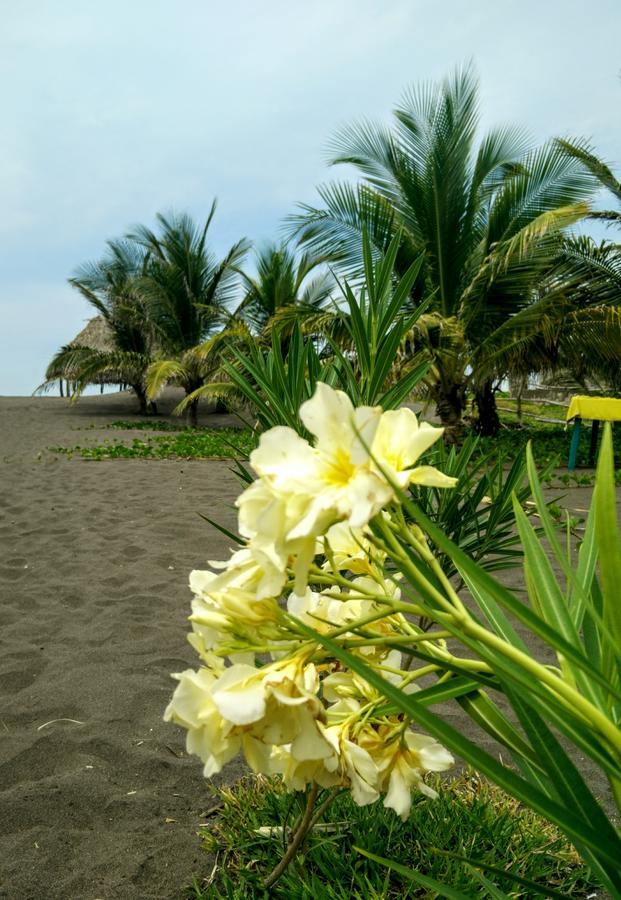 Eco-Hotel Playa Quilombo Las Lisas エクステリア 写真