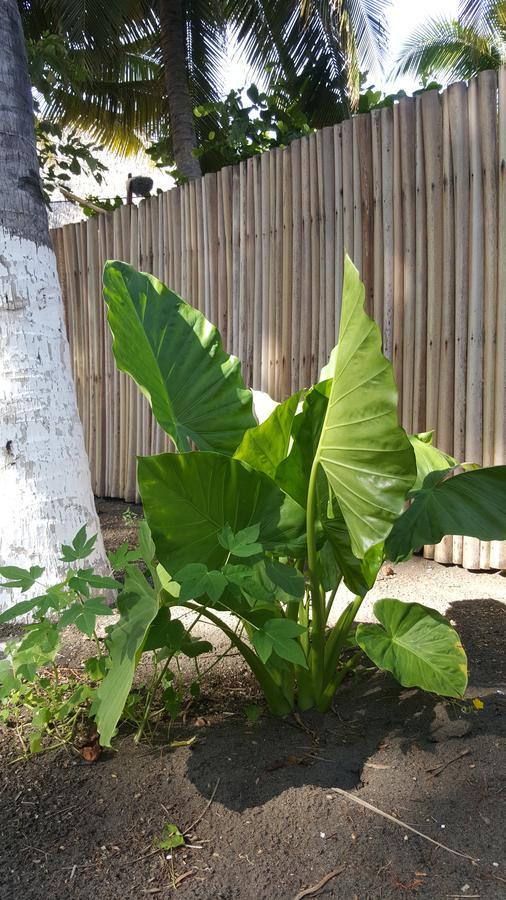 Eco-Hotel Playa Quilombo Las Lisas エクステリア 写真